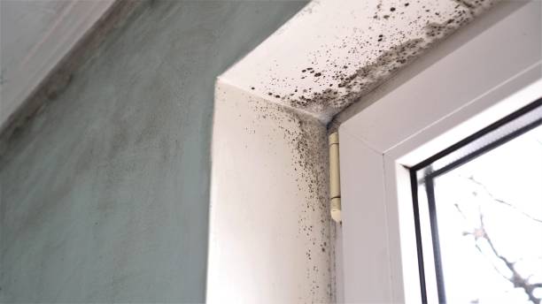 Best Emergency Mold Remediation in Anderson, CA