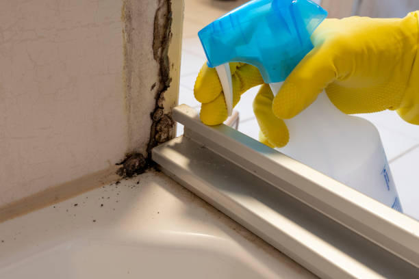 Best Preventive Mold Services in Anderson, CA