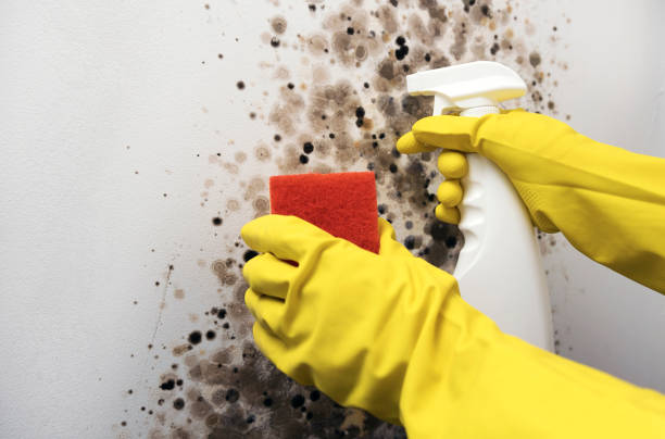 Best Basement Mold Remediation in Anderson, CA