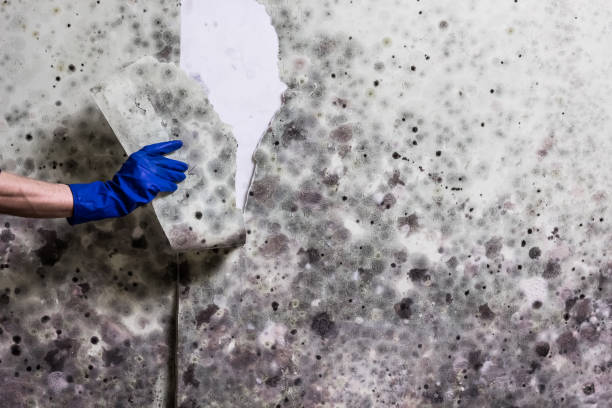 Best Mold Remediation for Specific Building Types in Anderson, CA
